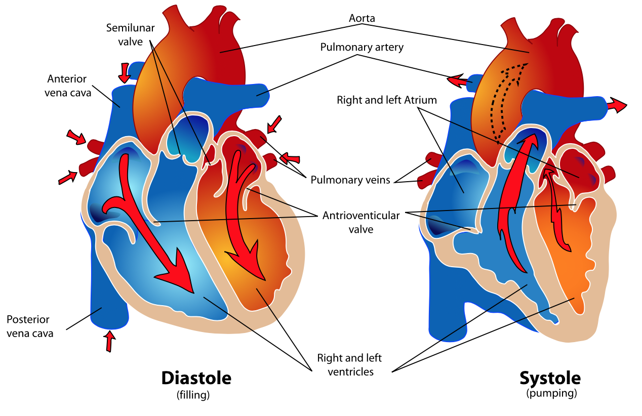 Human healthy pumping heart 