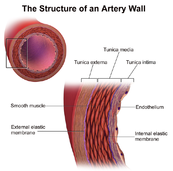 Artery Wall Structure