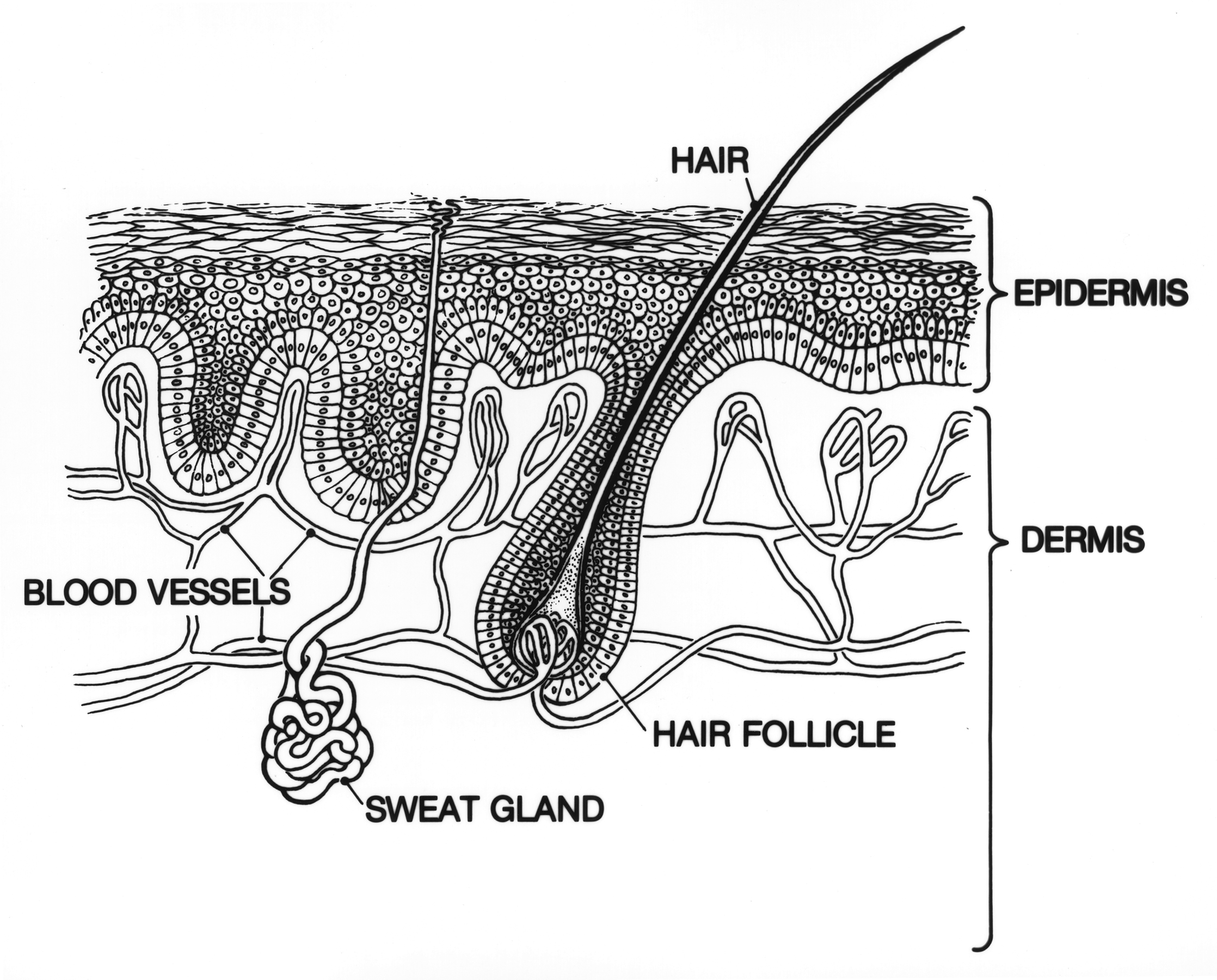 Figure 1-2. Layers of the epidermis. - Integumentary System