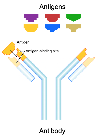 antibody illustration