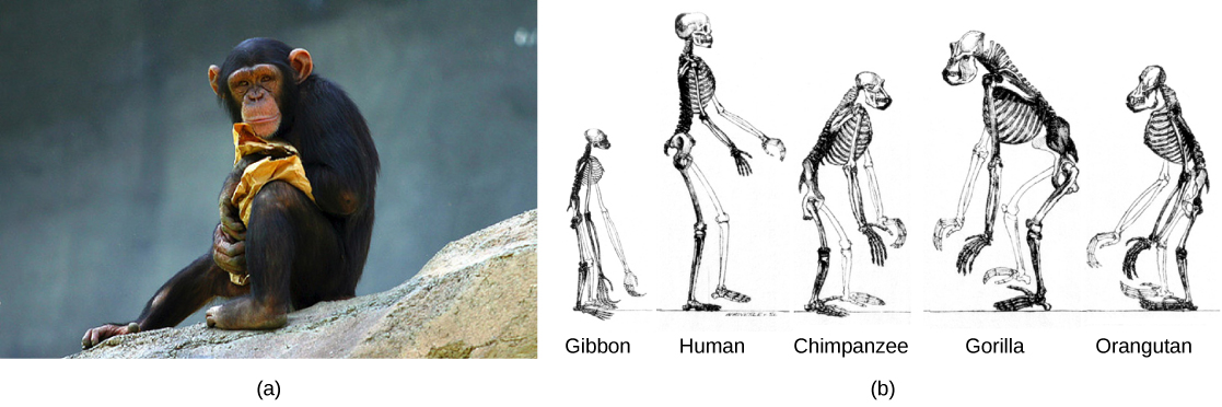 34.10: Evolution of Primates - Biology LibreTexts