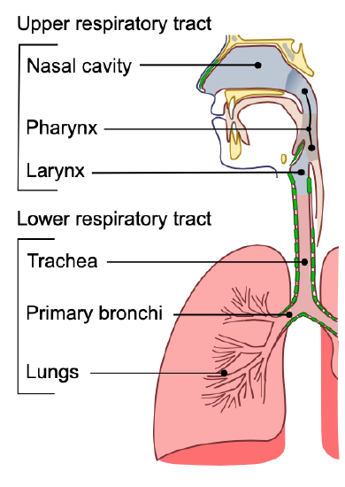 diagram of the respiratory system and functions