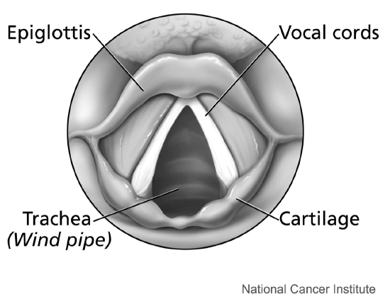 Larynx (top view)