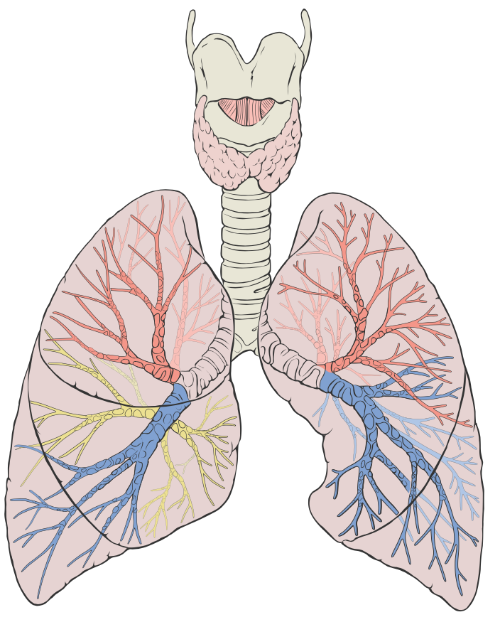 Diagrama de pulmones detallado
