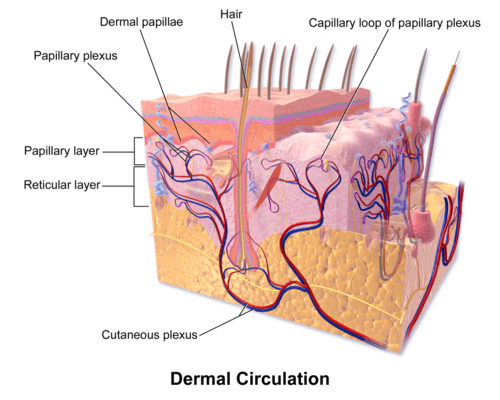 Skin Dermal Circulation