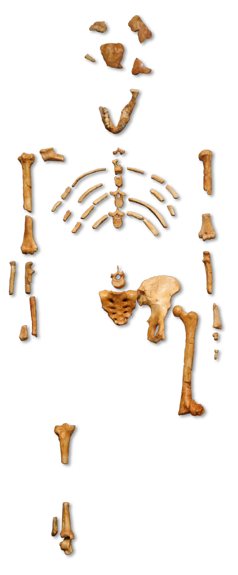 الهيكل العظمي الجزئي يشبه الإنسان ولكنه بحجم الأطفال.