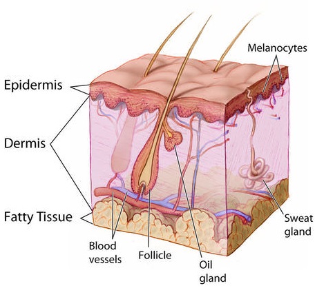 skin glands
