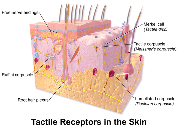 Skin Tactile Receptors
