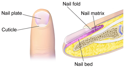 Finger Nail Anatomy