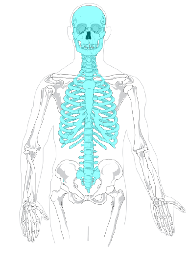 Axial skeleton 
