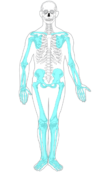 Appendicular skeleton 