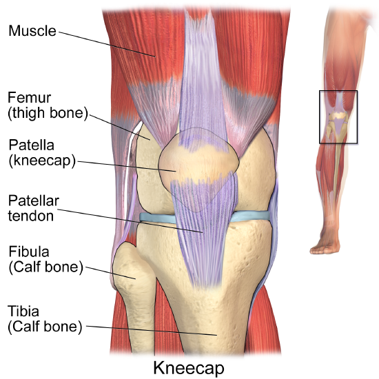 Knee  joint Anatomy Front