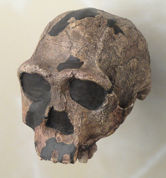 照片显示的头骨看起来与人类头骨相似，但眉脊很突出。
