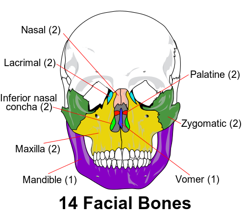 Facial bones