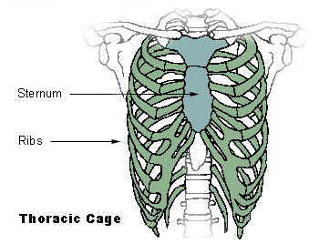 thoracic cage