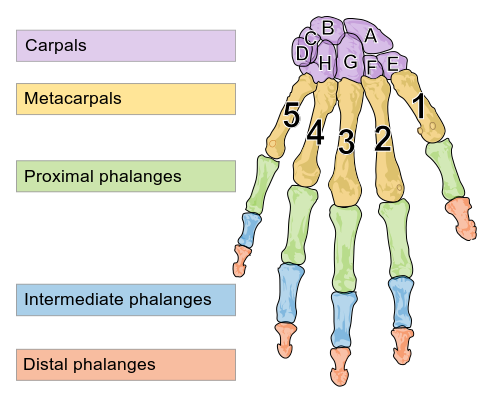 Human left hand bones with metacarpal numbers and carpal letters