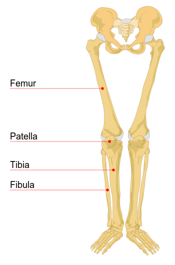 Human leg bones labeled