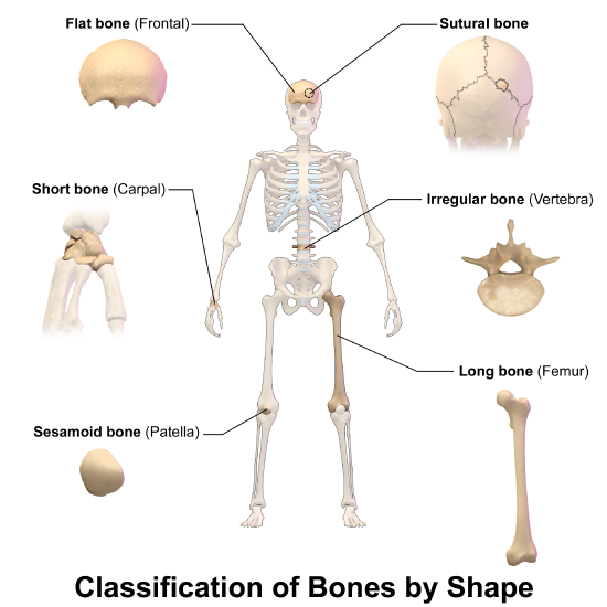 Classification of Bones