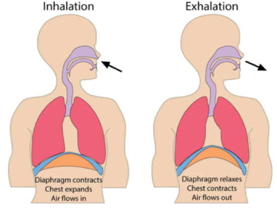 inhalation exhalation