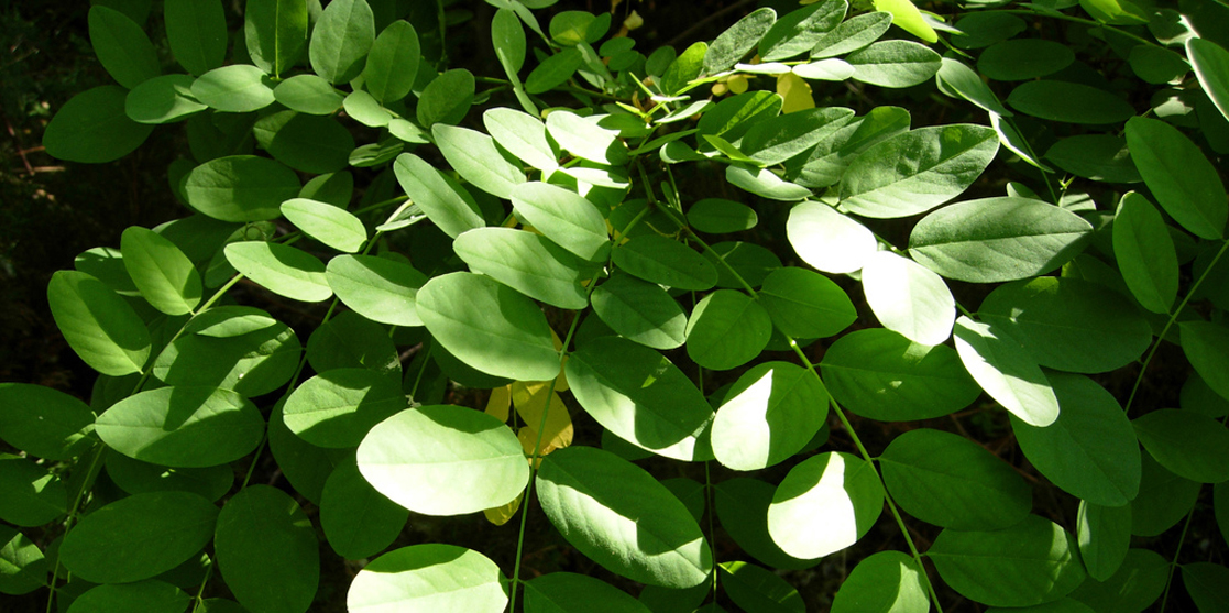 A foto mostra uma planta com folhas ovais que se opõem em galhos longos e finos.