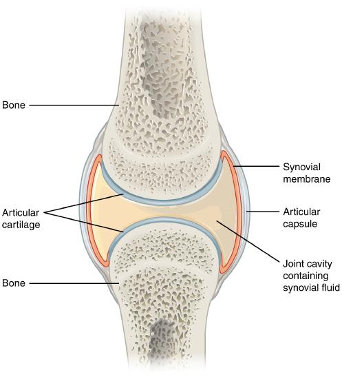 Typical Synovial Joint