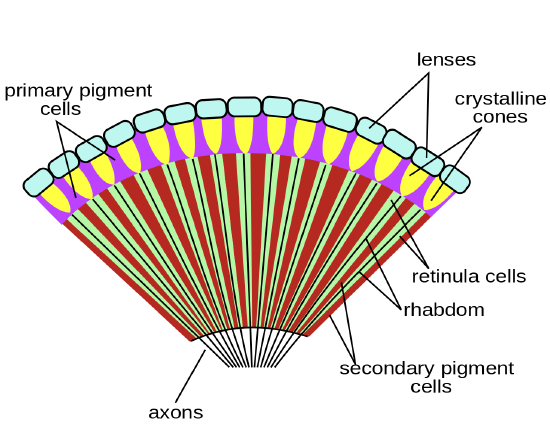 1280px-Insect_compound_eye_diagram.svg.png