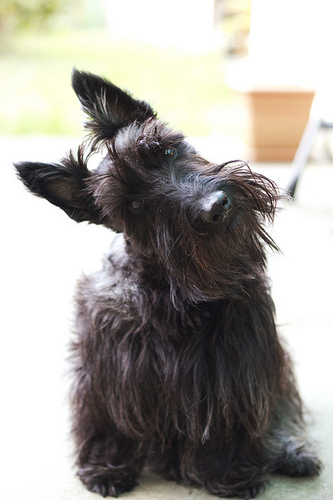 perro con cuello doblado