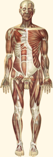 muscles of body