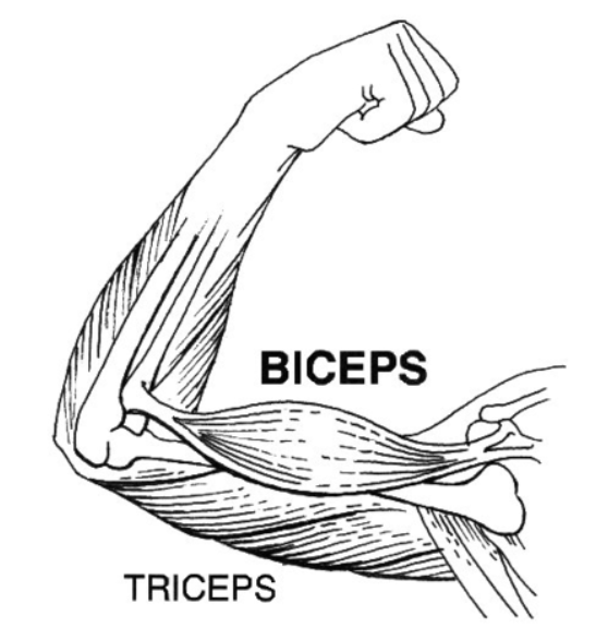 Bíceps (PSF)