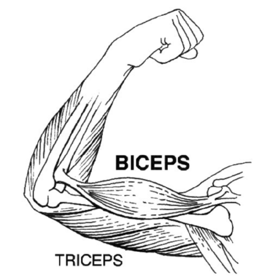 Biceps (PSF)