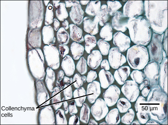 La micrografía muestra células de collenquima, que tienen forma irregular y de 25 a 50 micrones de ancho. Las células de collenquima son adyacentes a una capa de células rectangulares que forman la epidermis.