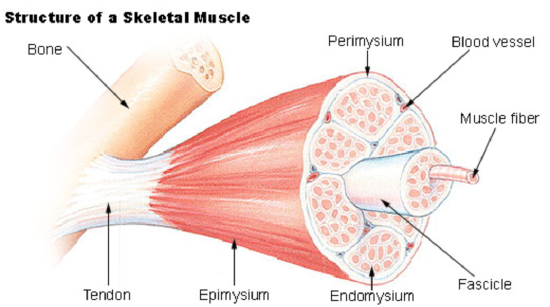 connective tissue of skeletal muscle
