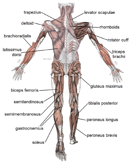 Muscle posterior labeled