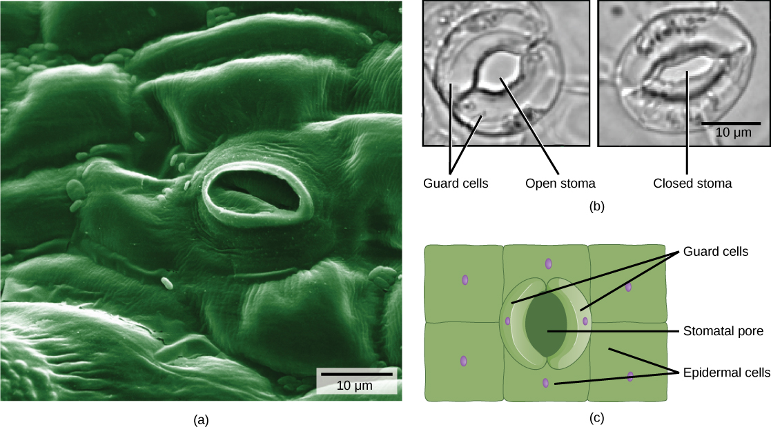 A micrografia eletrônica na parte A mostra a textura irregular da epiderme de uma folha. Células individuais parecem travesseiros dispostos lado a lado e fundidos. No centro da imagem há um poro oval com cerca de 10 mícrons de diâmetro. Dentro do poro, as células de proteção fechadas têm a aparência de lábios selados. As duas micrografias de luz na parte B mostram duas células de guarda em forma de rim. Na imagem à esquerda, o estoma é aberto e redondo. Na imagem à direita, o estoma é fechado e de formato oval. A parte C é uma ilustração da epiderme foliar com um poro estomático oval no centro. Ao redor desse poro estão duas células de guarda em forma de rim. As células epidérmicas retangulares envolvem as células de guarda.