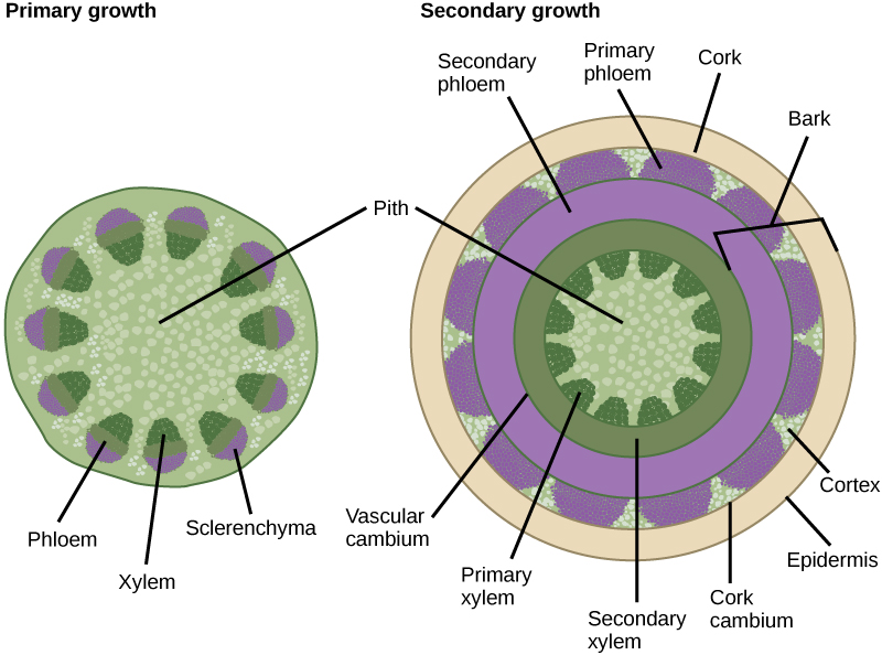 A ilustração à esquerda mostra uma seção transversal de um caule lenhoso em crescimento primário. No centro do caule está a medula. Para o exterior estão os feixes vasculares em forma de ovo. O xilema está localizado em direção ao interior do feixe vascular e o floema está no meio. O esclerênquima cobre a parte externa do feixe. A ilustração à direita mostra uma seção transversal de um caule lenhoso em crescimento secundário. Como no crescimento primário, o núcleo do caule é medula. Fora da medula há um anel de xilema secundário. Feixes arredondados de tecido primário do xilema se projetam desse anel para a medula. Fora do xilema secundário há um anel de tecido do floema secundário. O câmbio vascular separa o xilema do floema. Fora do floema secundário está a camada do córtex. Feixes de floema primário se projetam para fora do floema secundário para o córtex. Um anel de cortiça envolve o córtex. A cortiça é separada do córtex por um fino câmbio de cortiça. A casca da árvore se estende do câmbio vascular até a epiderme.