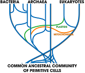 Phylogenetic Comparative Methods (Harmon)