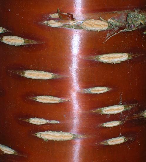 Rough, white ovals embedded in a smooth, reddish brown woody tree trunk. Where the ovals are, it appears as if the bark has been scraped away.