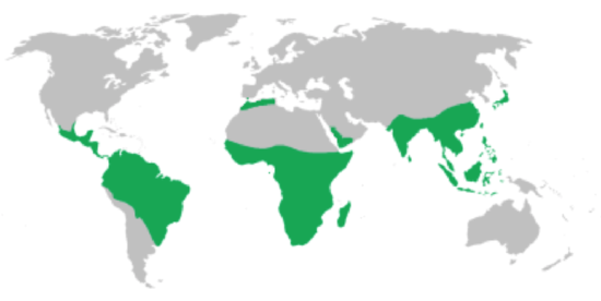 Nonhuman primate range shown on world map