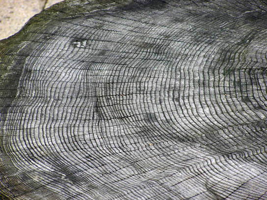  Photo shows a cross section of a large tree trunk with many rings projecting outward from the center.
