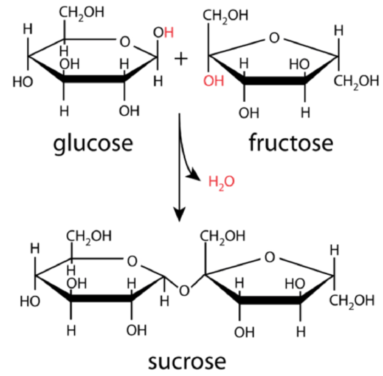 basic carbohydrate structure