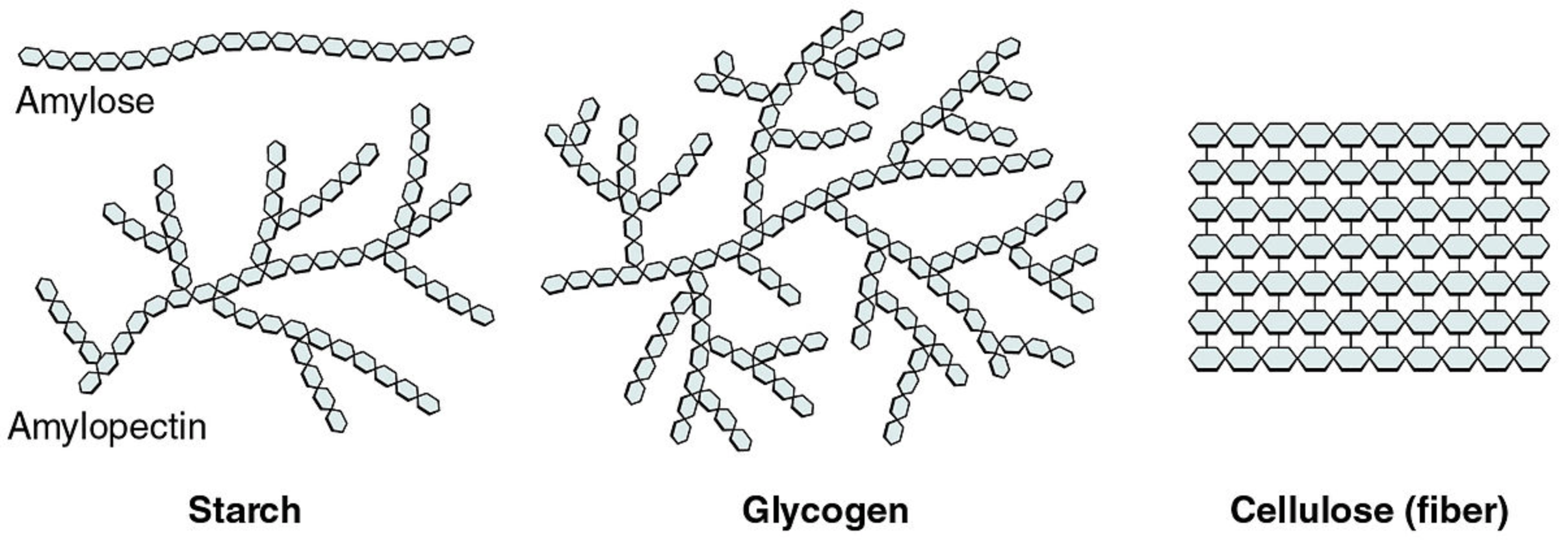 polysaccharides, starch, glycogen, and cellulose