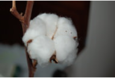 cotton on plant