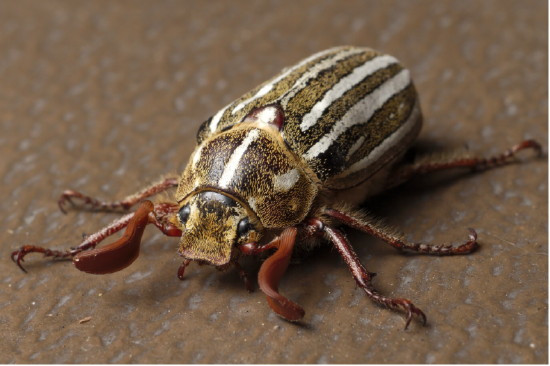 Polyphylla decemlineata aka Ten-lined June beetle