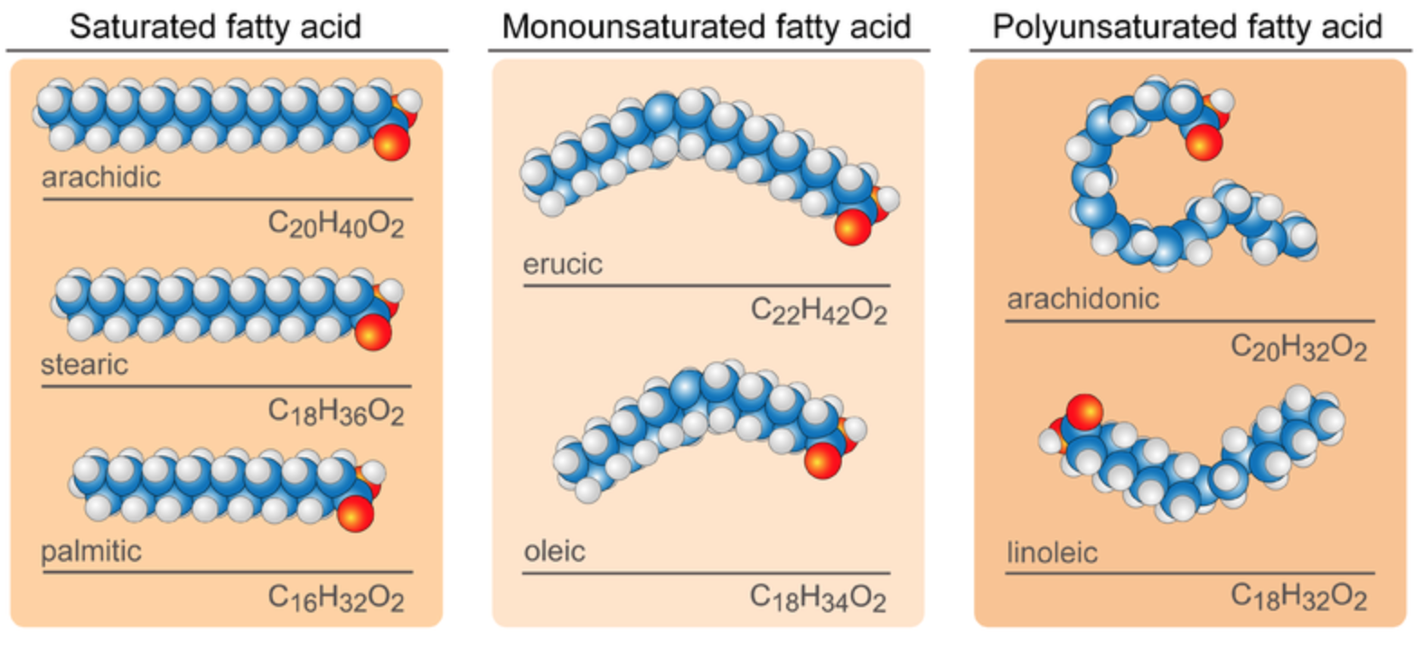 saturated and unsaturated fatty acids structures. 