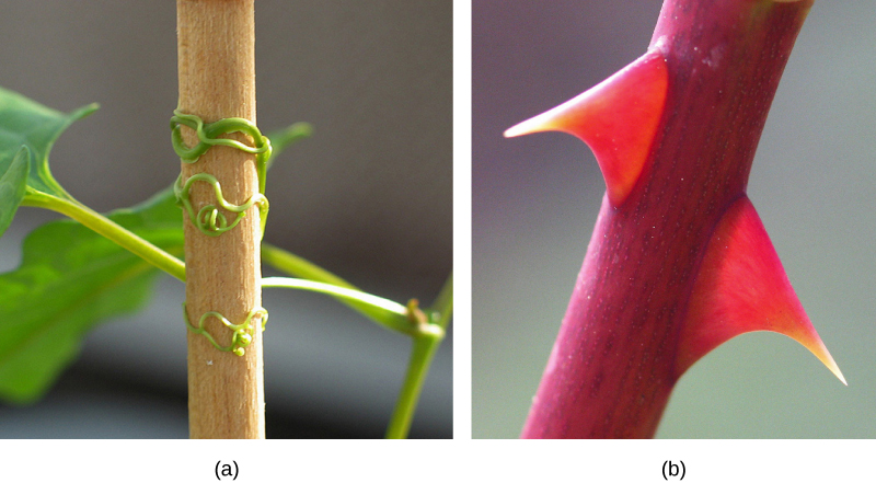 A foto mostra (a) uma planta agarrada a um bastão por gavinhas parecidas com vermes e (b) dois grandes espinhos vermelhos em um caule vermelho.