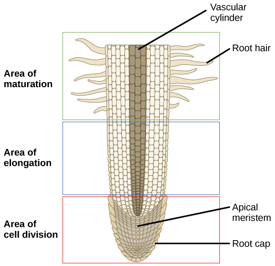 Esta sección lateral de la punta de la raíz se divide en tres áreas: una zona superior de maduración, una zona media de elongación y una zona inferior de división celular en la punta de la raíz. En la zona de maduración, los pelos radiculares se extienden desde la raíz principal y las células son grandes y rectangulares. El área de elongación no tiene pelos radiculares, y las células siguen siendo rectangulares, pero algo más pequeñas. Un cilindro vascular recorre el centro de la raíz en el área de maduración y el área de elongación. En el área de división celular las células son mucho más pequeñas. Las células dentro de esta área se llaman meristemo apical. Una capa de células llamada casquete radicular rodea el meristema apical.
