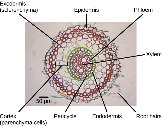 La micrografía muestra una sección transversal de la raíz. Las células del xilema, cuyas paredes celulares se tiñen de rojo, se encuentran en medio de la raíz. Parches de células del floema, teñidas de azul, se localizan en el borde del anillo de las células del xilema. El periciclo es un anillo de células en el borde exterior del xilema y floema. Otro anillo de células, llamado endodermis, rodea el periciclo. Todo dentro de la endodermis es la esclerótica, o tejido vascular. Fuera de la endermis se encuentra la corteza. Las células del parénquima que conforman la corteza son las más grandes de la raíz. Fuera de la corteza se encuentra la exodermis. La exodermis tiene aproximadamente dos células de espesor y está compuesta por células de esclerénquima que se tiñen de rojo. Rodeando la exodermis se encuentra la epidermis, que es una capa celular única gruesa. Un par de pelos radiculares se proyectan hacia afuera desde la raíz.