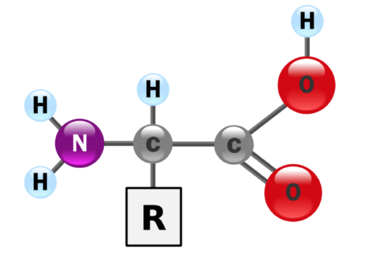 amino acid ball and stick model