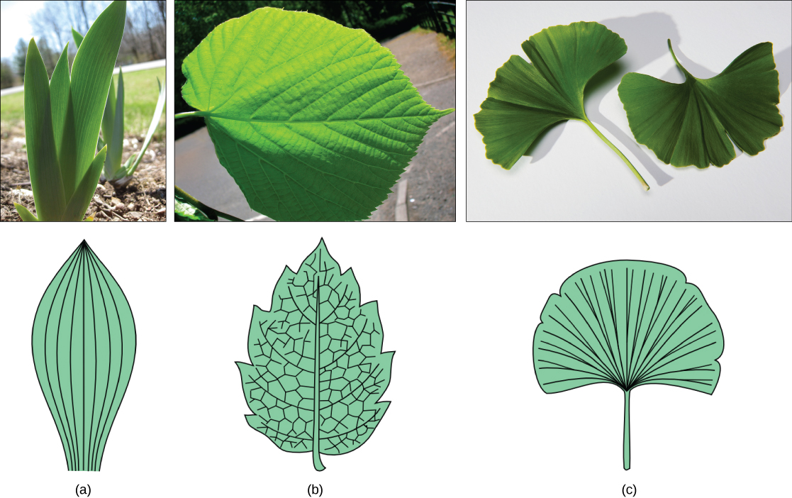 Broad, sword-shaped leaves of a tulip, a teardrop-shaped linden leaf, and a fan-shaped ginkgo leaf.
