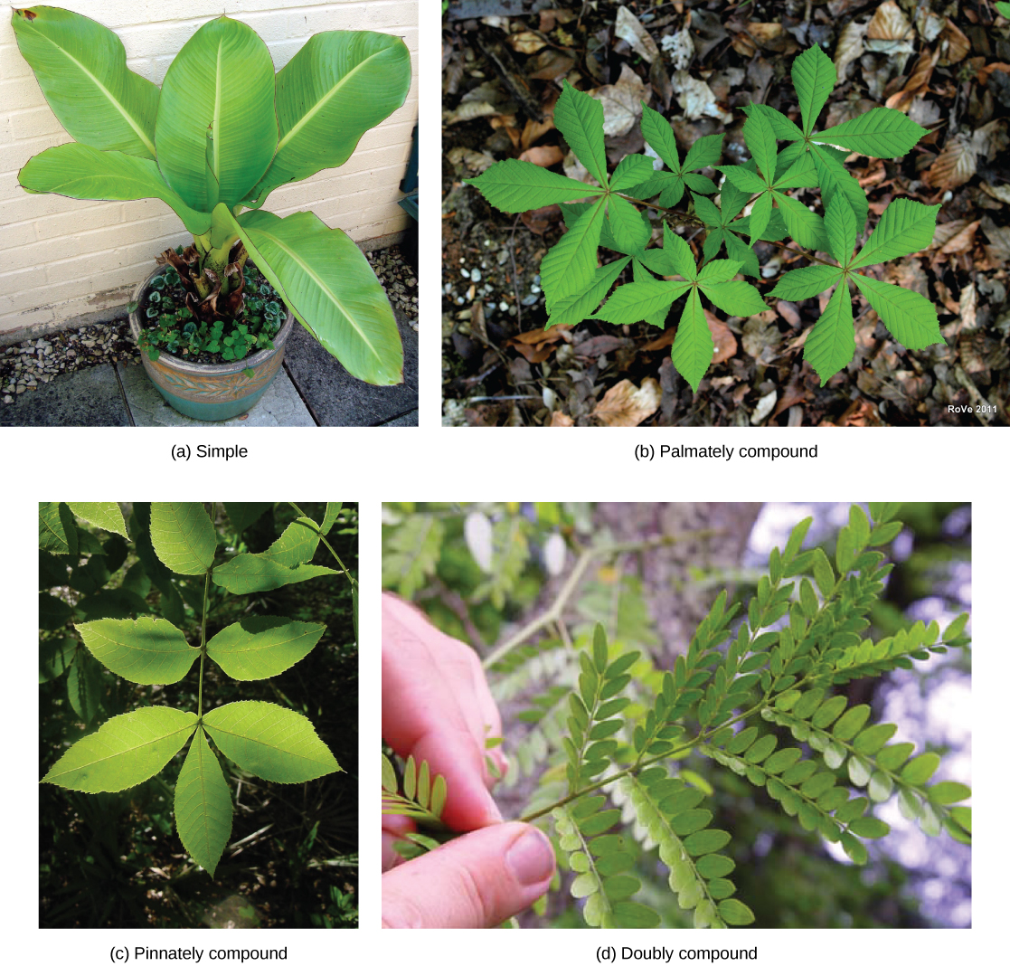 A variety of leaves including (a) banana leaves, (b) horse chestnut leaves, (c) scrub hickory plant, and (d) honey locust.